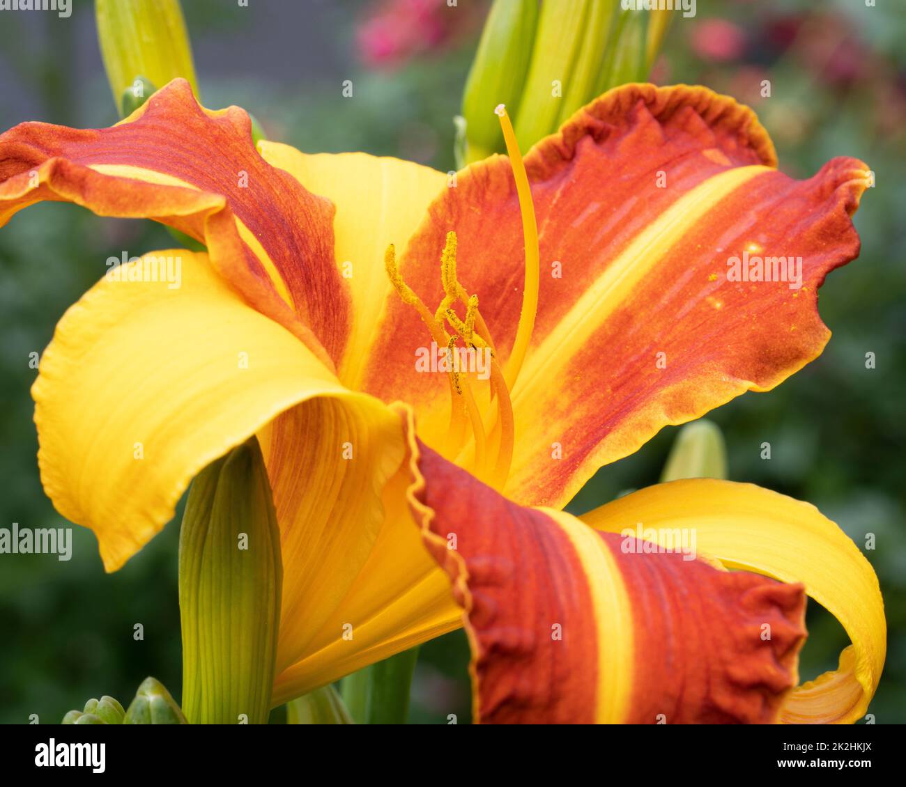 Planta Daylily Roja 'Crimson Pirate' - Enana, Resistente, Altura 15 Cm, Ideal Para Jardines
