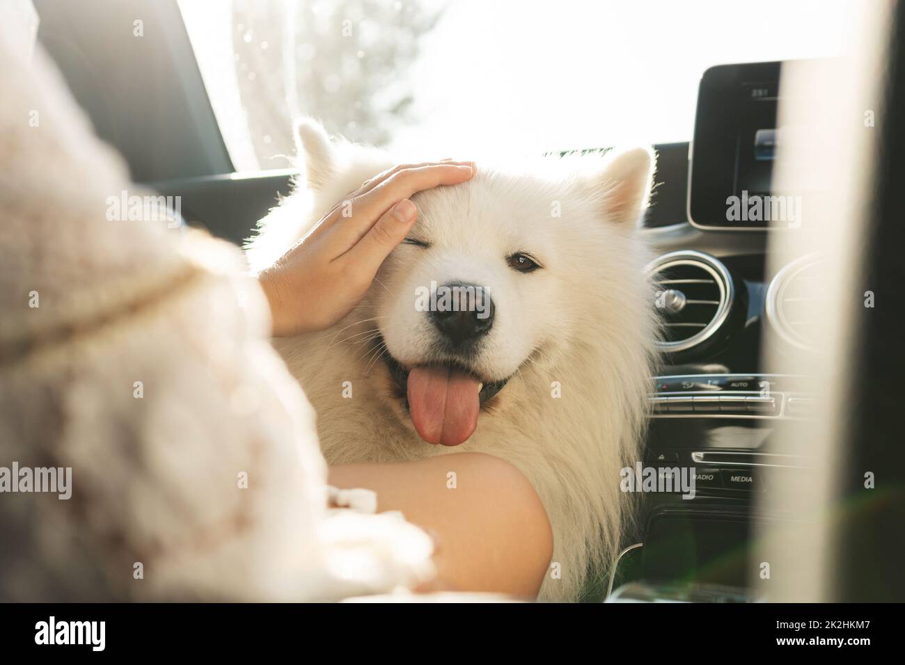 Cute Samoyed dog inside a modern car during a road trip Stock Photo