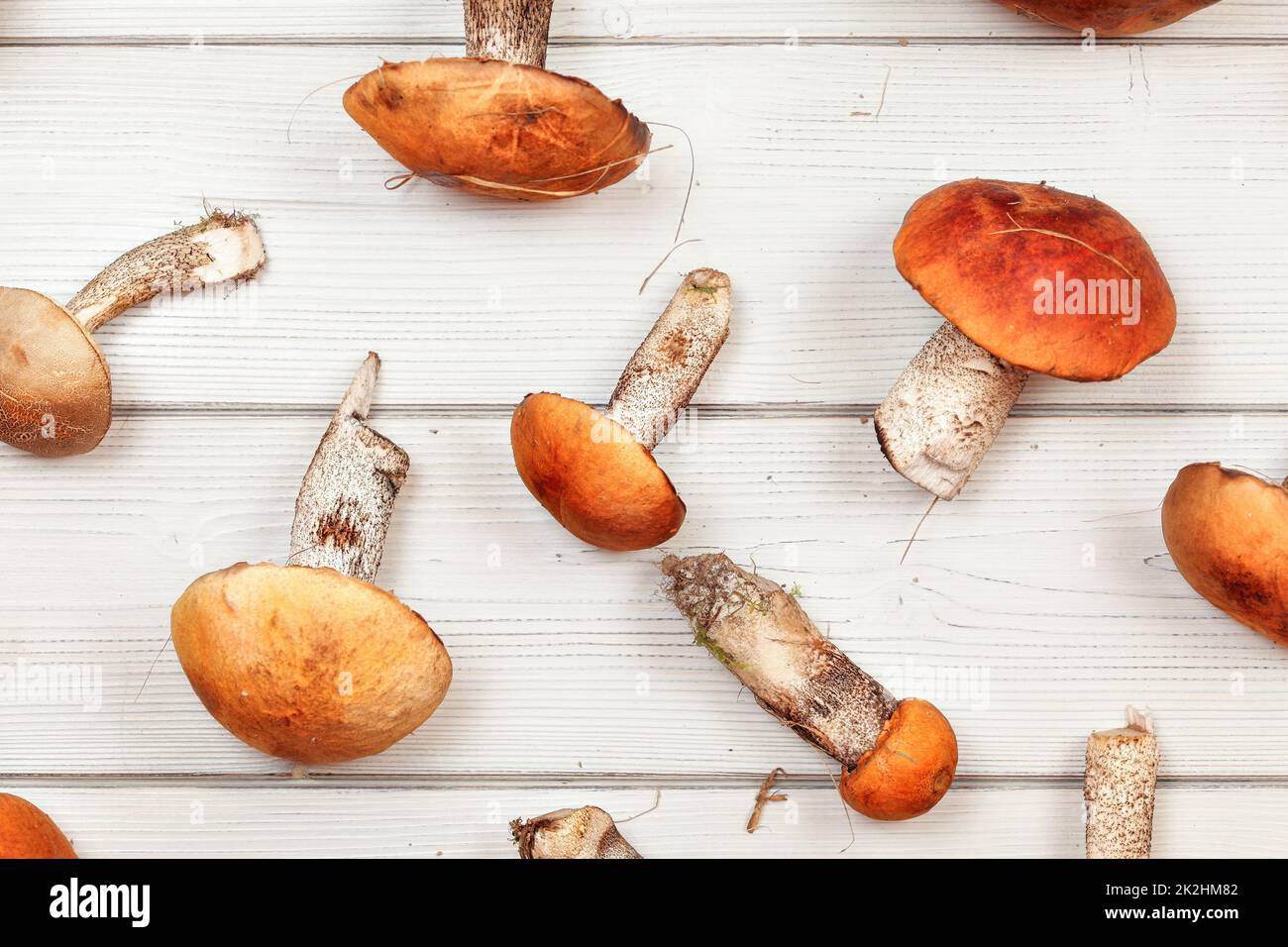 Tabletop view - freshly harvested forest mushrooms, Red-capped scaber stalk (Leccinum aurantiacum / albostipitatum), on white wood boards. Stock Photo