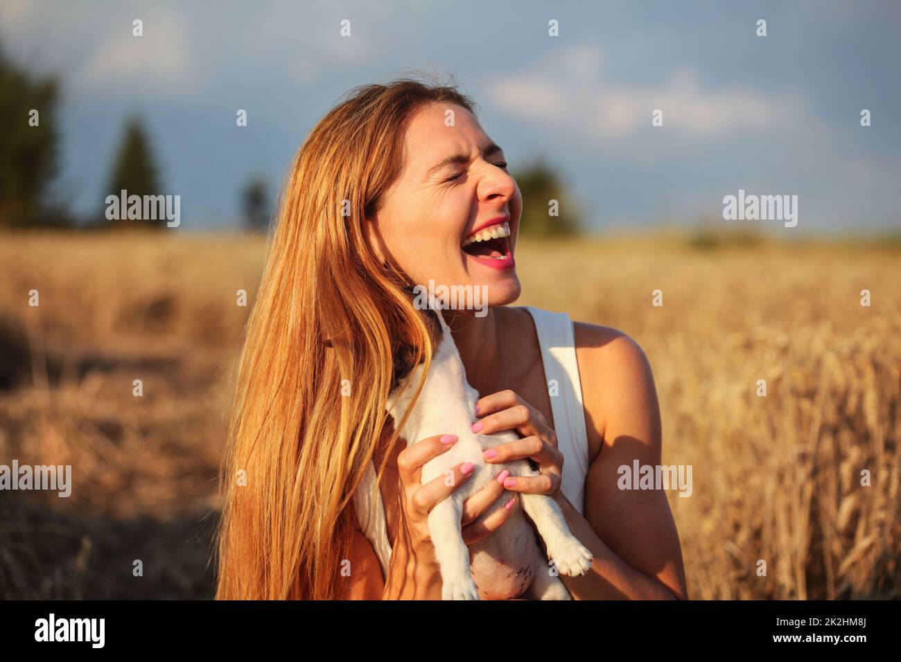 Young woman in wheat field lit by afternoon sun, holding puppy trying to pose, but dog is hidden behind hair, licking and chewing her ear. Stock Photo