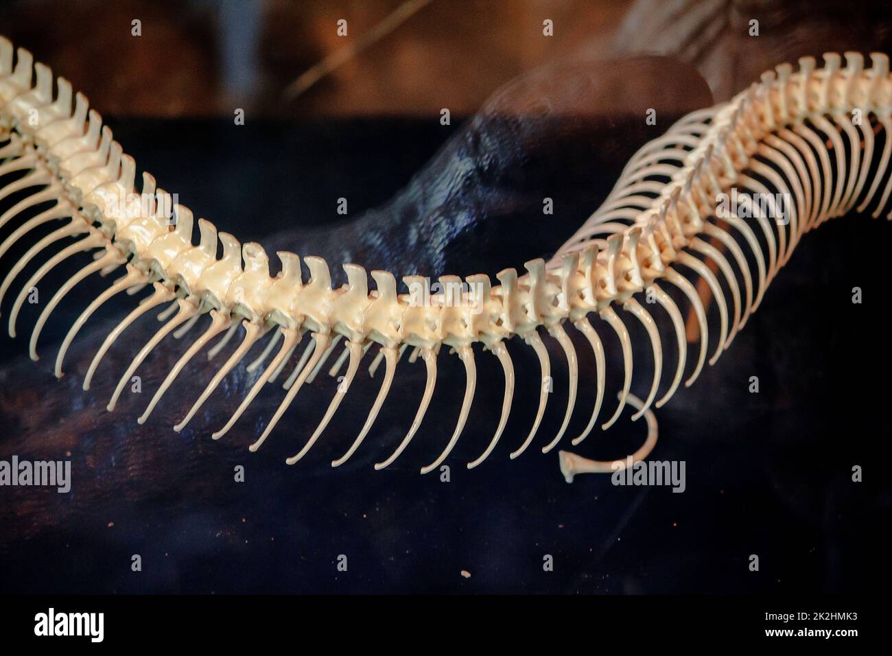 The bones of Python In the museum's showcase Stock Photo - Alamy