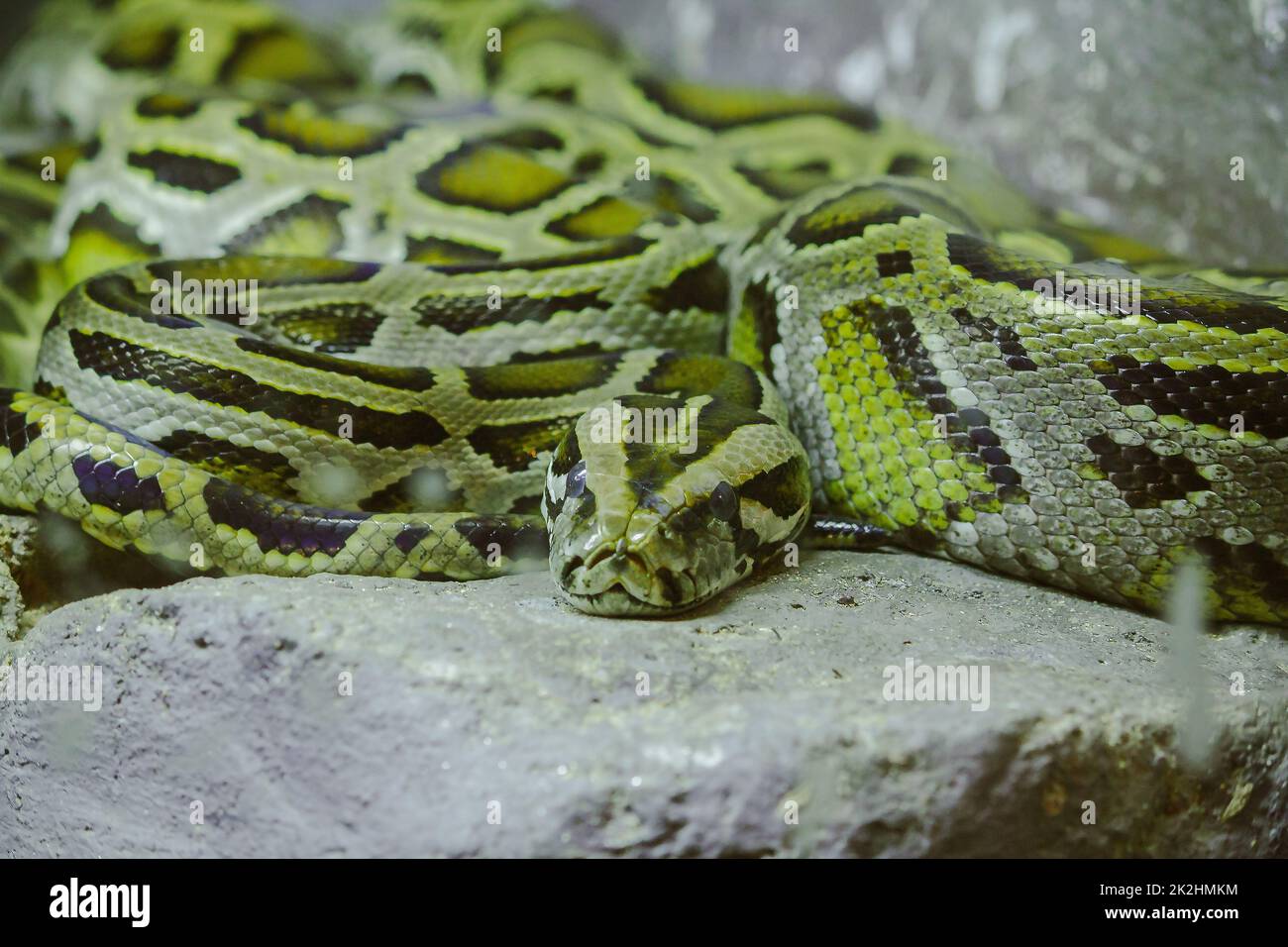Python's eye reticulatus looks scary and is the world's longest snake ...