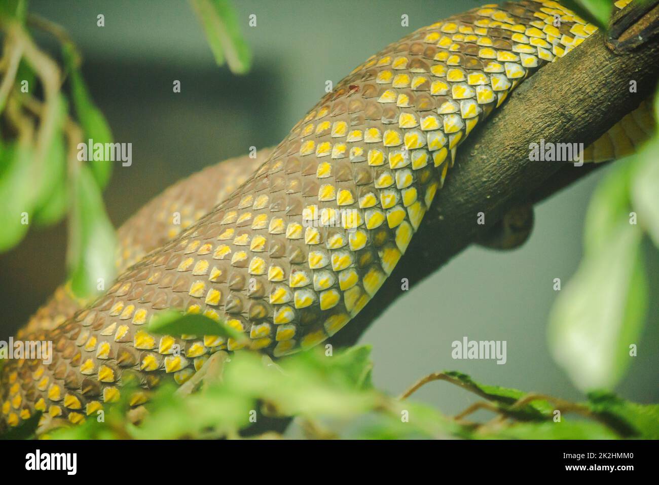 Mangrove pit viper's skin is yellow with black spots and fairly distributed. Stock Photo
