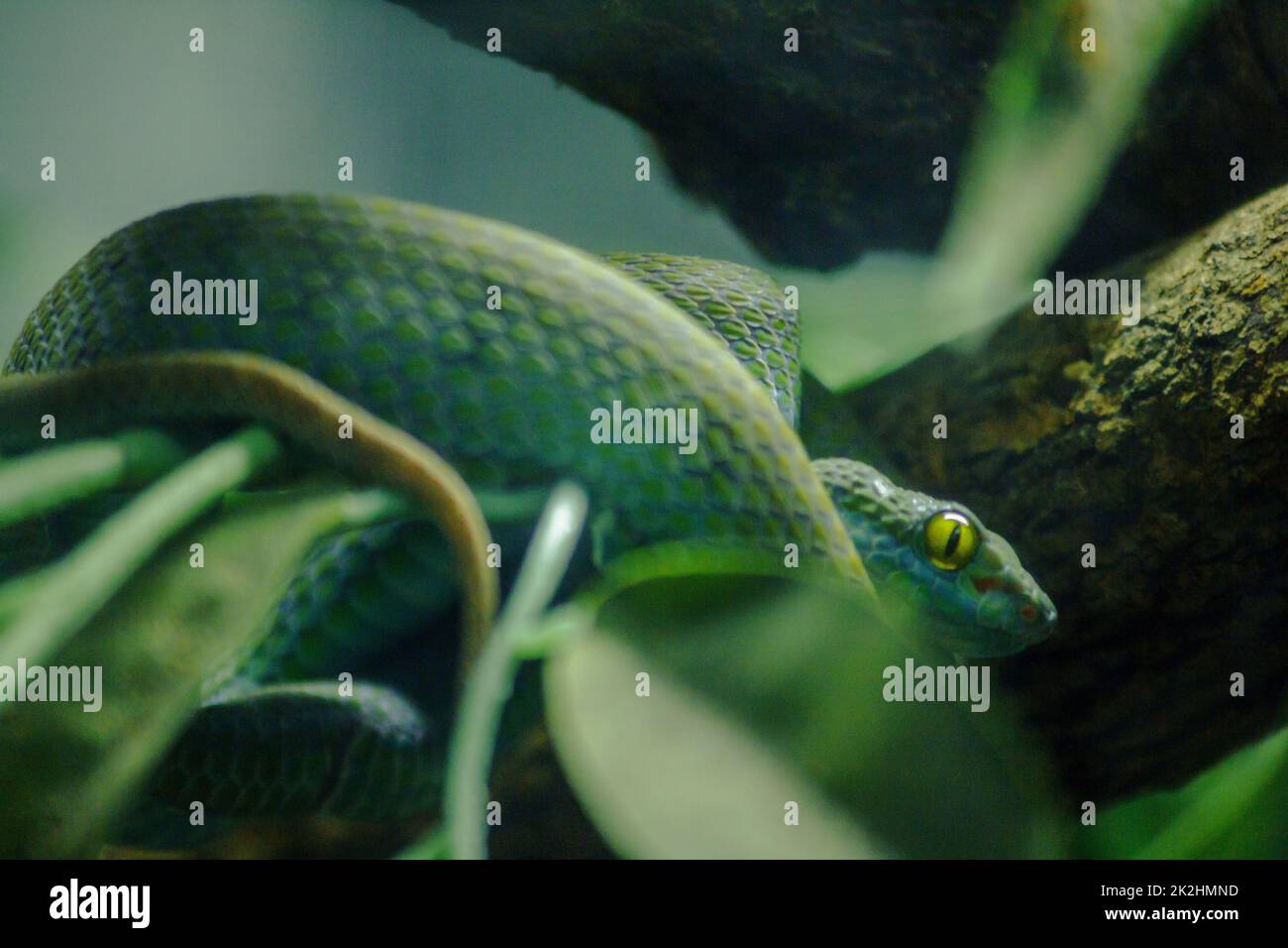 Mangrove pit viper is a venomous snake. Severe poisoning and fast bite Hunt for prey at night Stock Photo