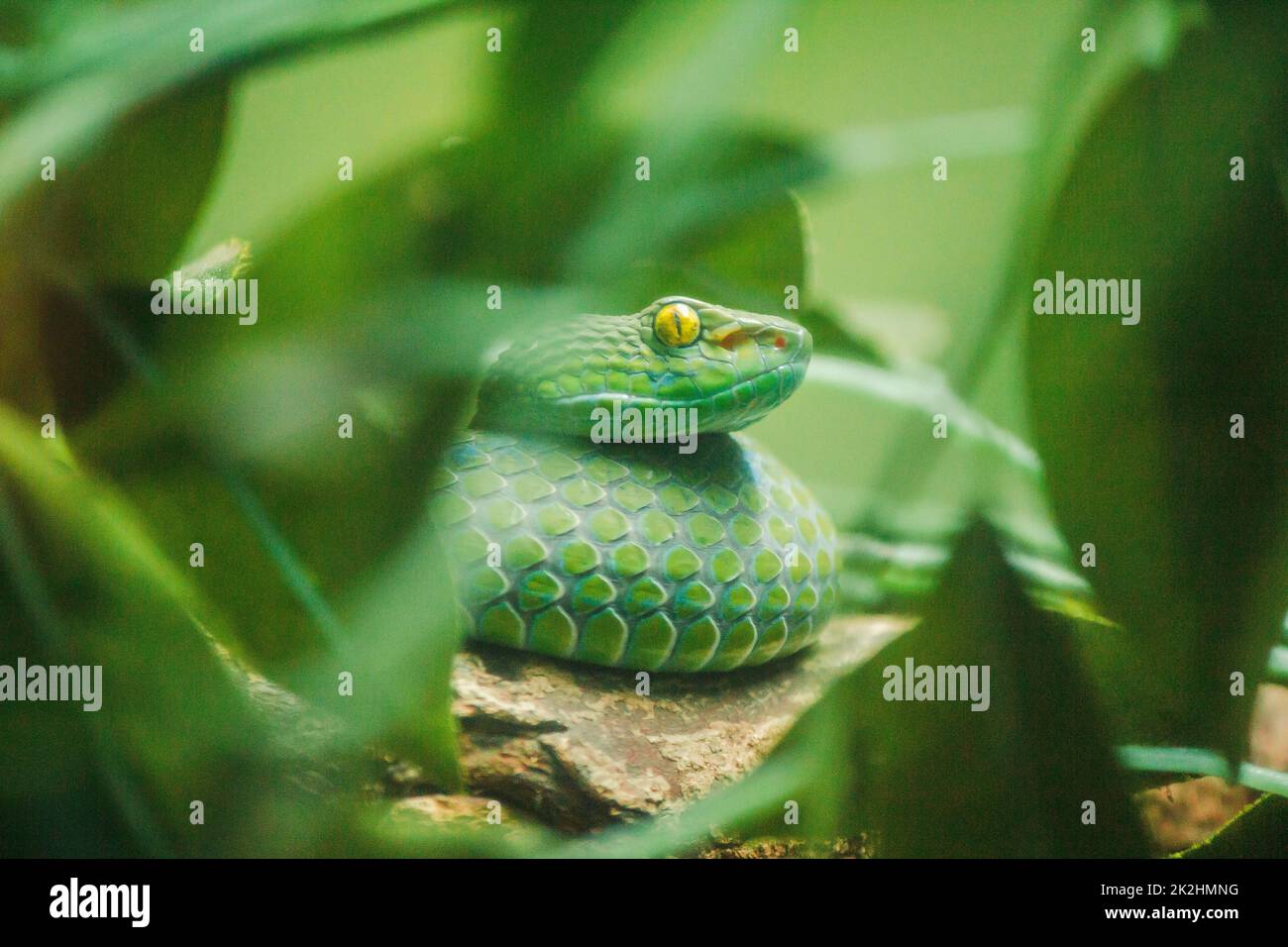 Mangrove pit viper is a venomous snake. Severe poisoning and fast bite Hunt for prey at night Stock Photo