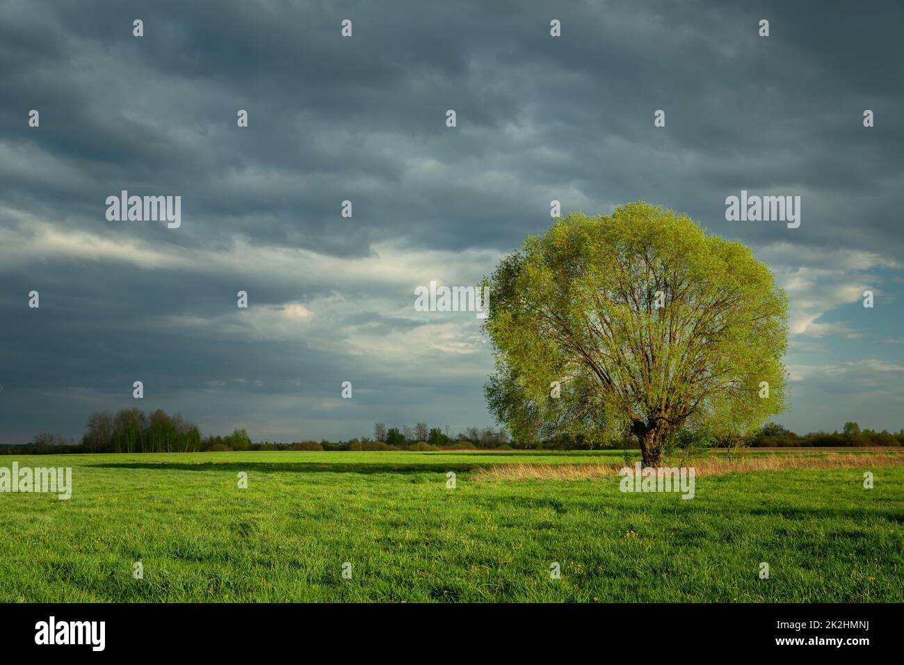 Large tree growing in a meadow and cloudy sky Stock Photo - Alamy