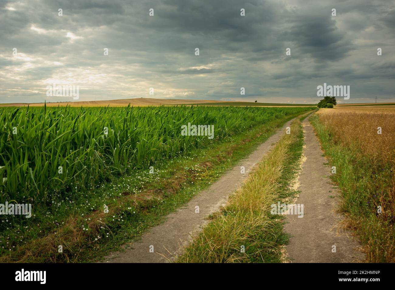 Dirt road next to a corn field and cloudy sky Stock Photo