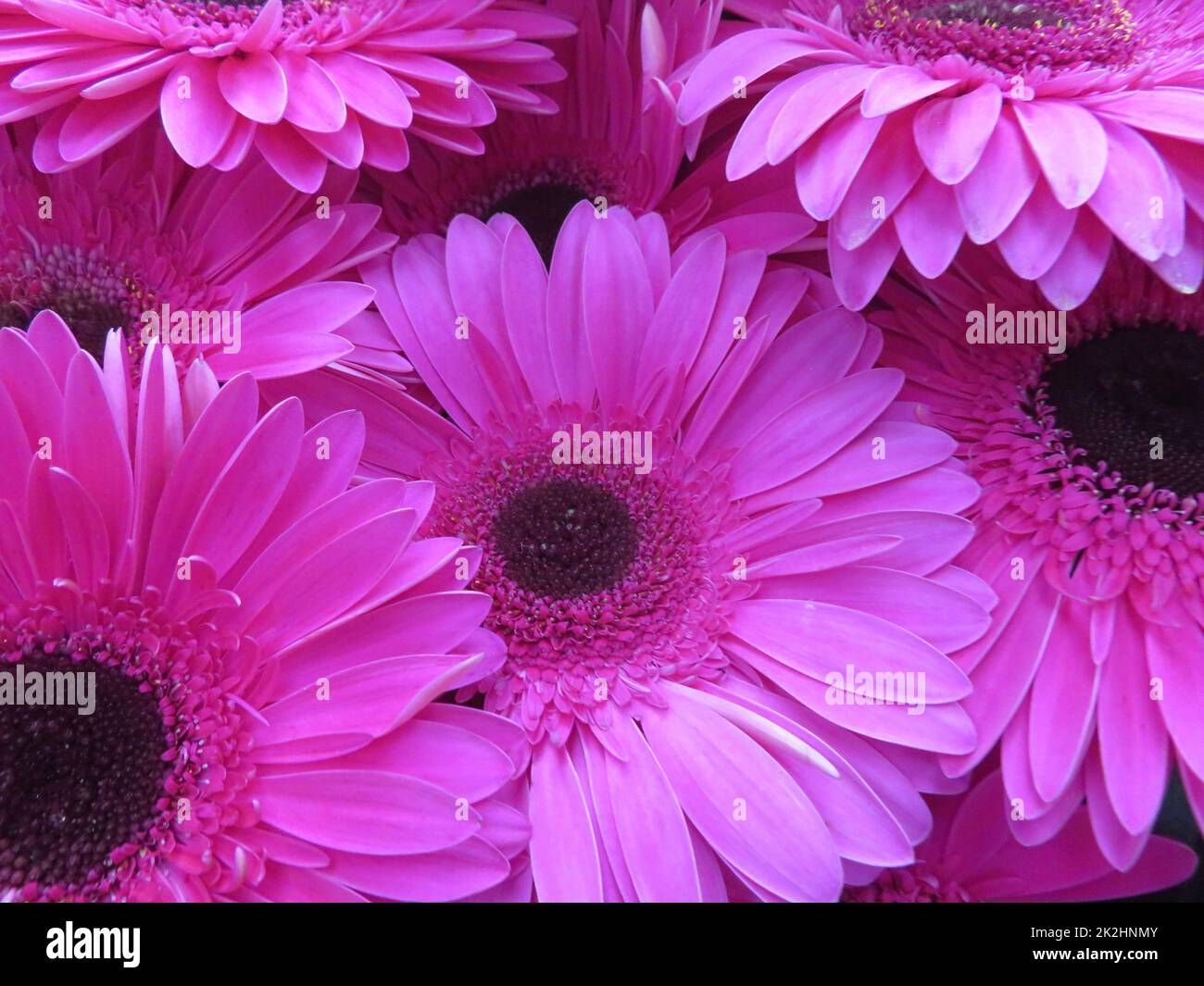 beautiful natural flowers aromatic spring romanticism gift Stock Photo