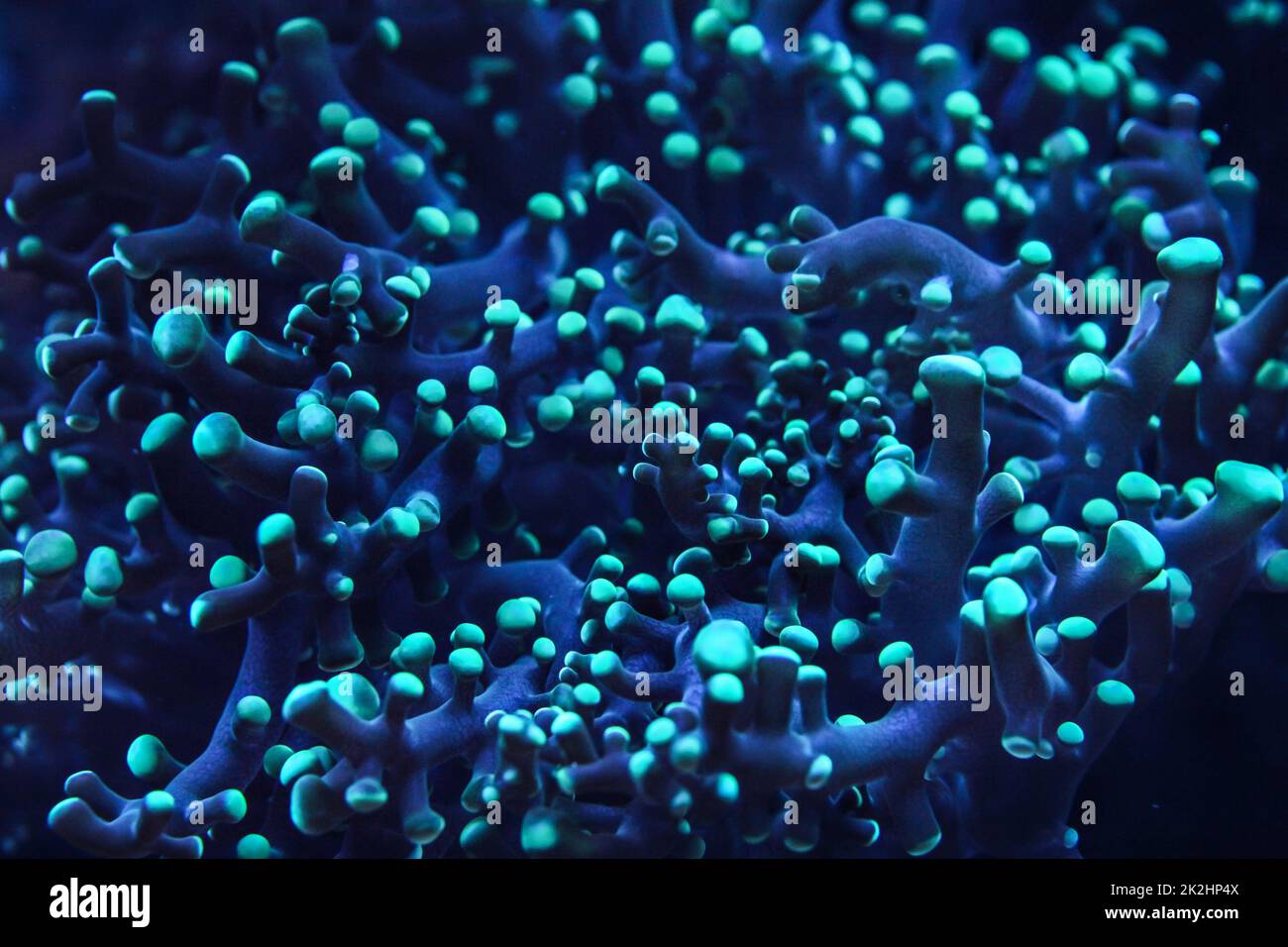 Underwater photo, close up of blue coral emiting fluorescent light in dark. Abstract marine background. Stock Photo