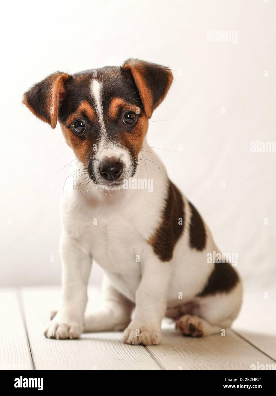 Studio shot - Jack Russell terrier puppy sitting on white boards Stock ...