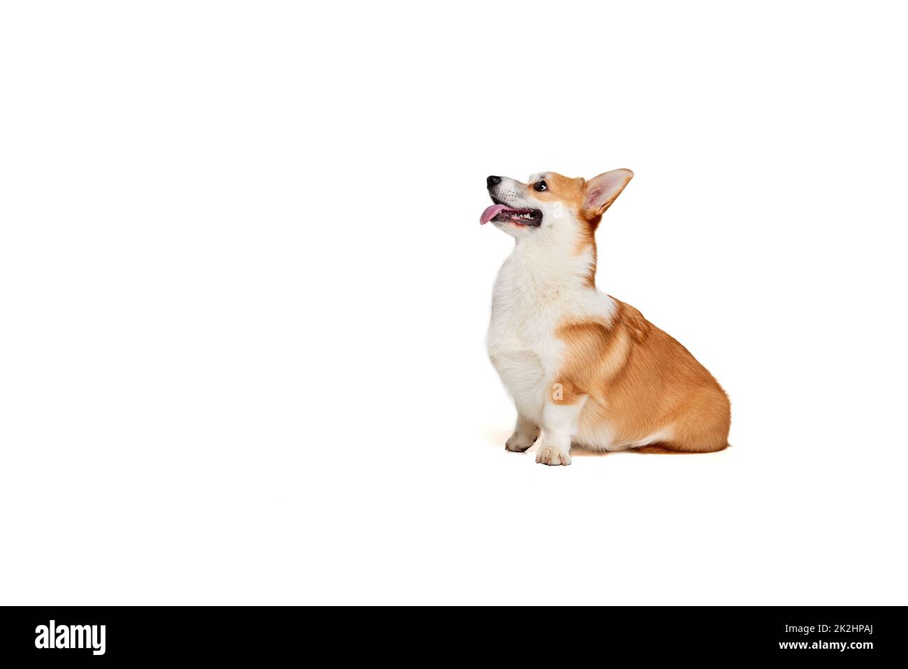Cute Welsh corgi doggy posing isolated on white studio background ...