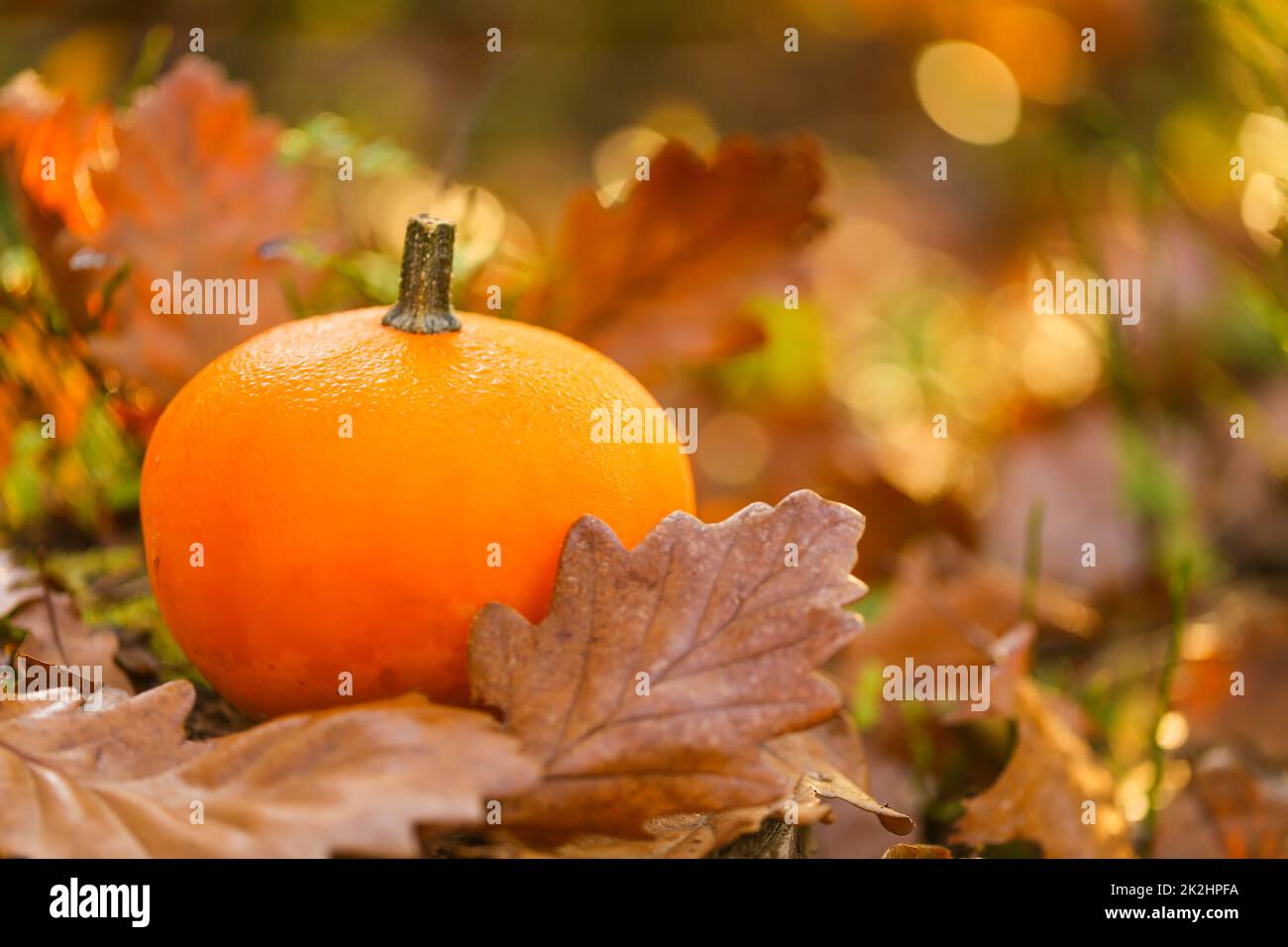 Kate Autumn Pumpkin Outdoors Backdrop for Photography, image size:1300x956