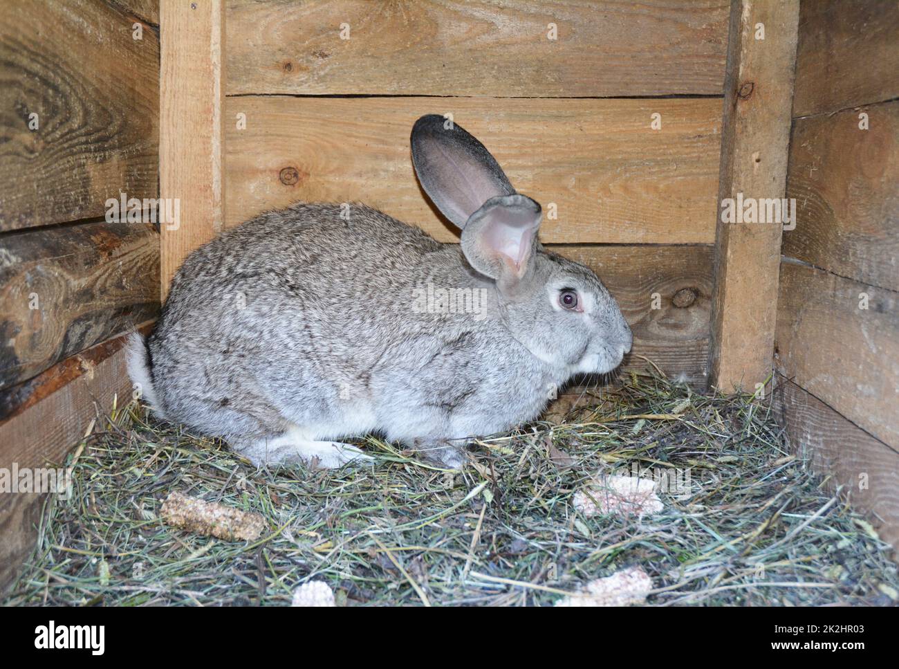 Breeding rabbits at home in wooden rabbit cage. Stock Photo