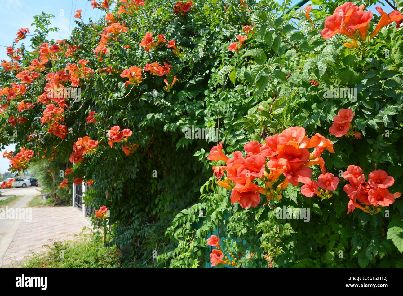 Trumpet vine flowers on fence. Campsis radicans (trumpet vine or trumpet creeper, also known in North America as cow itch vine or hummingbird vine) Stock Photo