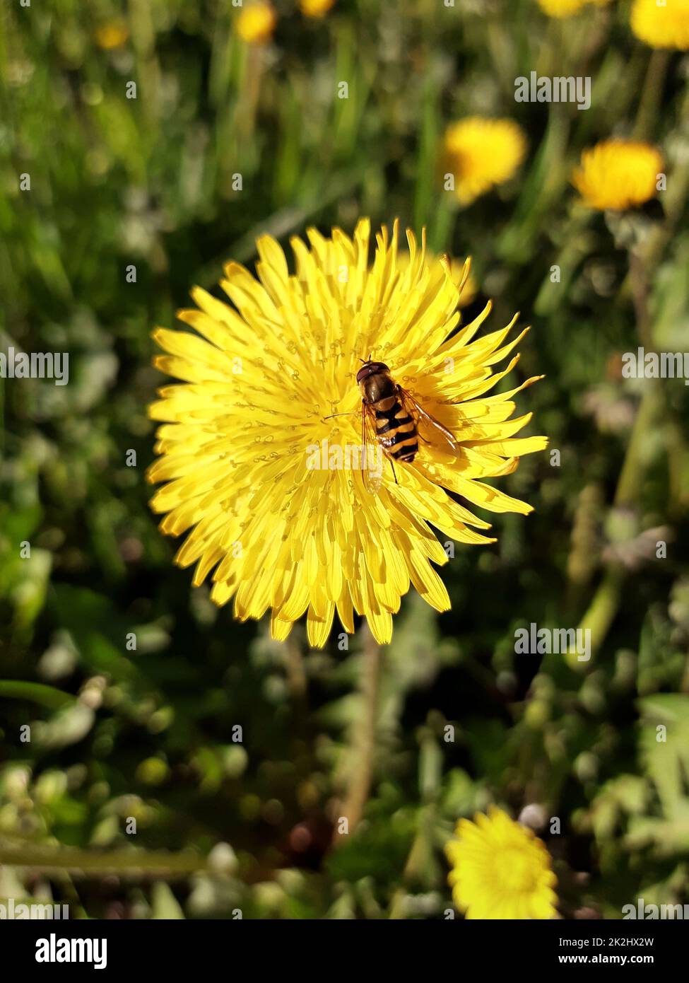 American hoverfly on a dandelion flower close-up Stock Photo