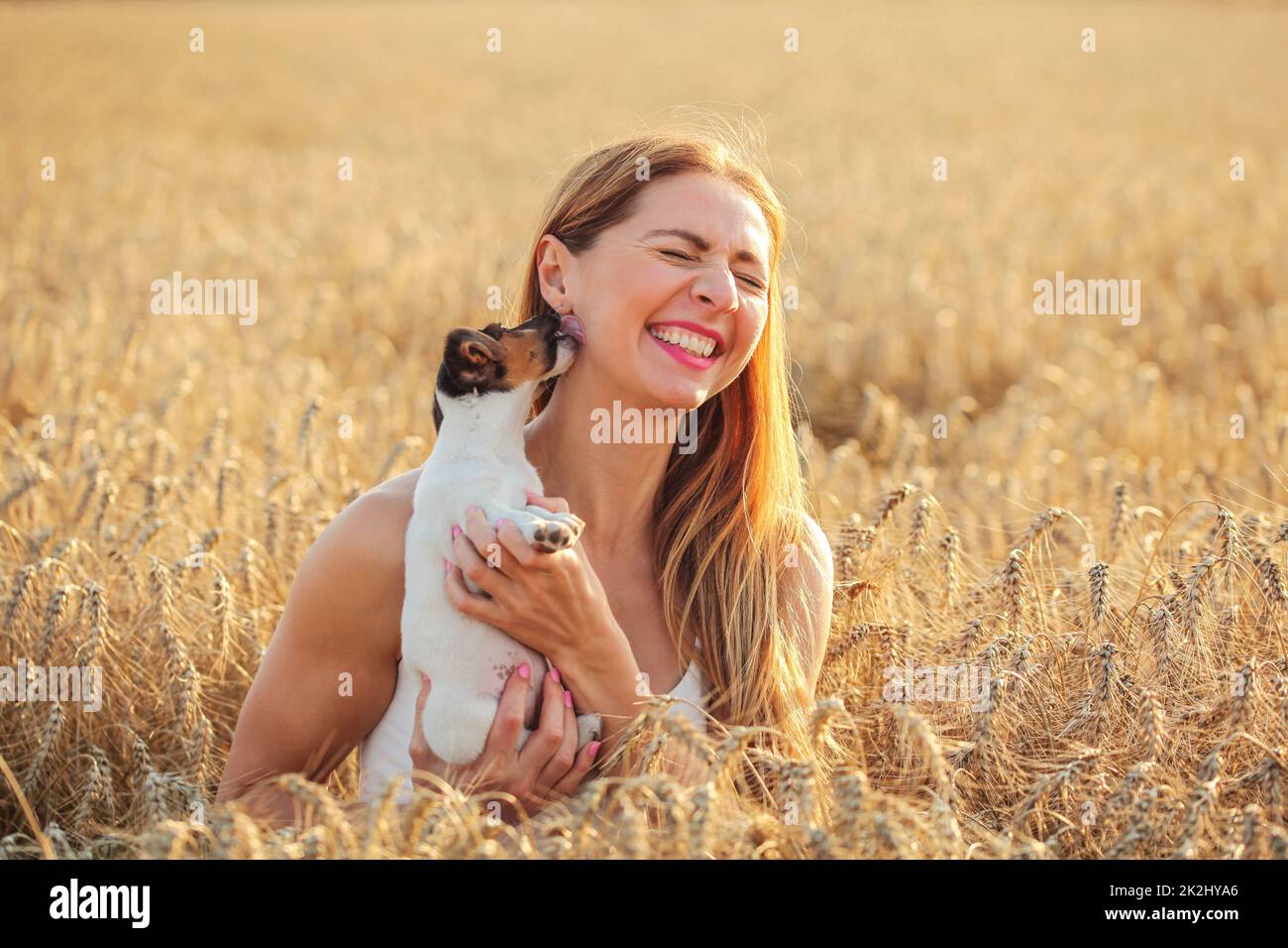 Young woman in wheat field, lit by afternoon sun, trying to pose with Jack Russell terrier puppy, but she is playing and licking her ear. Stock Photo