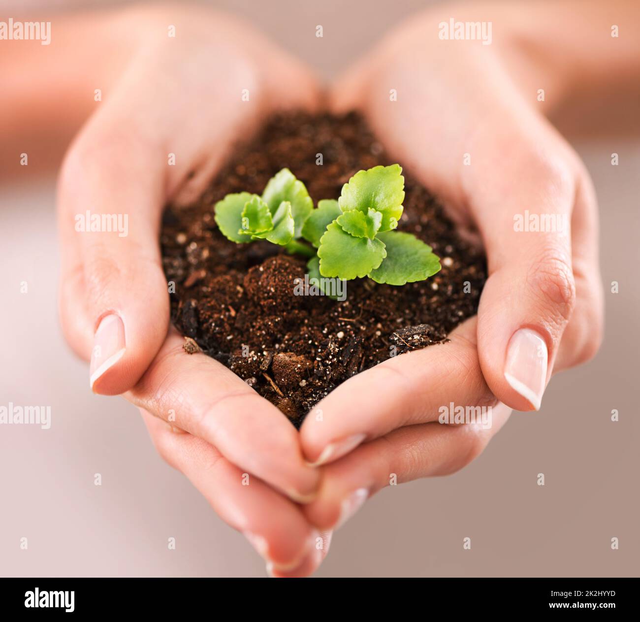 Potential for growth. Closeup shot of cupped hand holding a small seedling. Stock Photo
