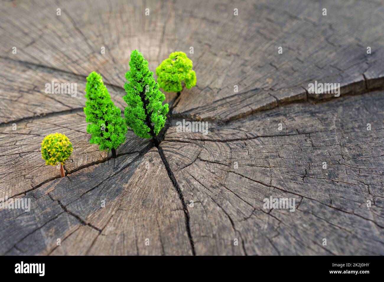 Miniature toy trees placed on a large tree stump, close-up. Creative reforestation concept. Stock Photo