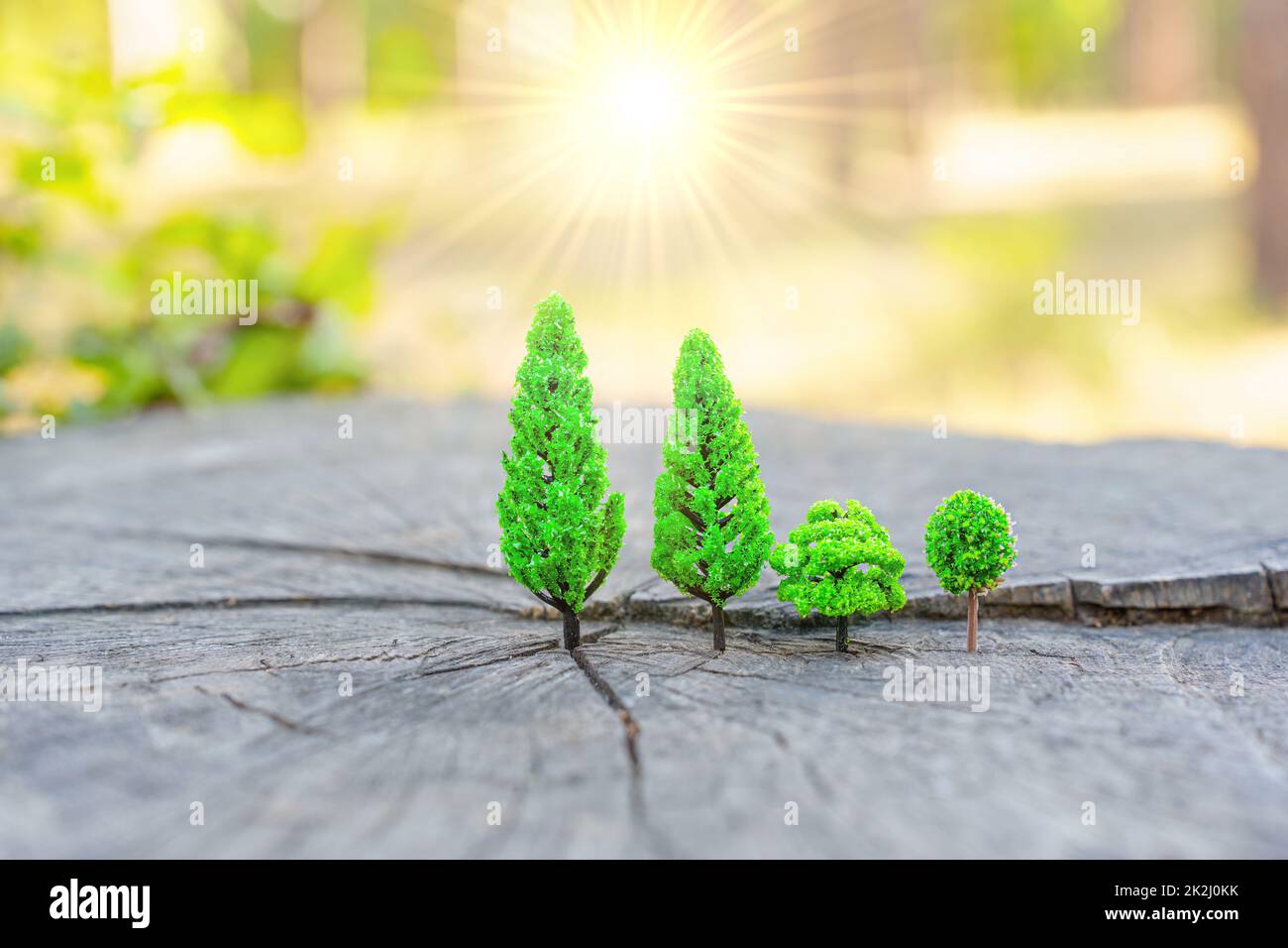 Sun shining behind miniature forest made from toy trees placed on a real tree stump in the woods. New beginnings concept. Stock Photo