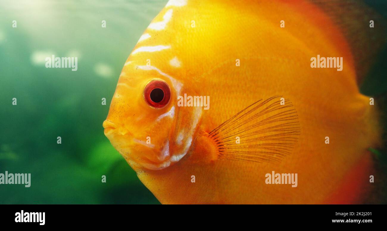 Its a great fish for beginners. Shot of a red discus in a freshwater fish tank. Stock Photo