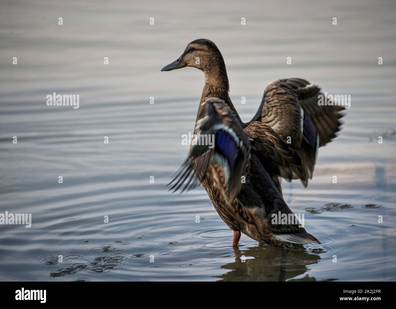 Wild duck on the lake Stock Photo