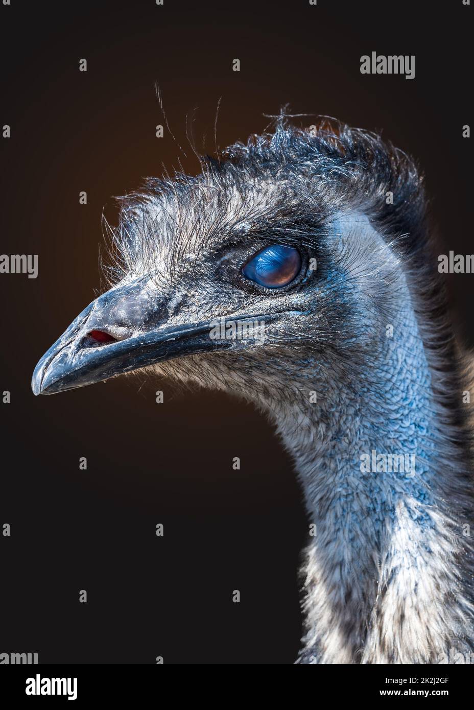 Close-up of the head of emu Stock Photo
