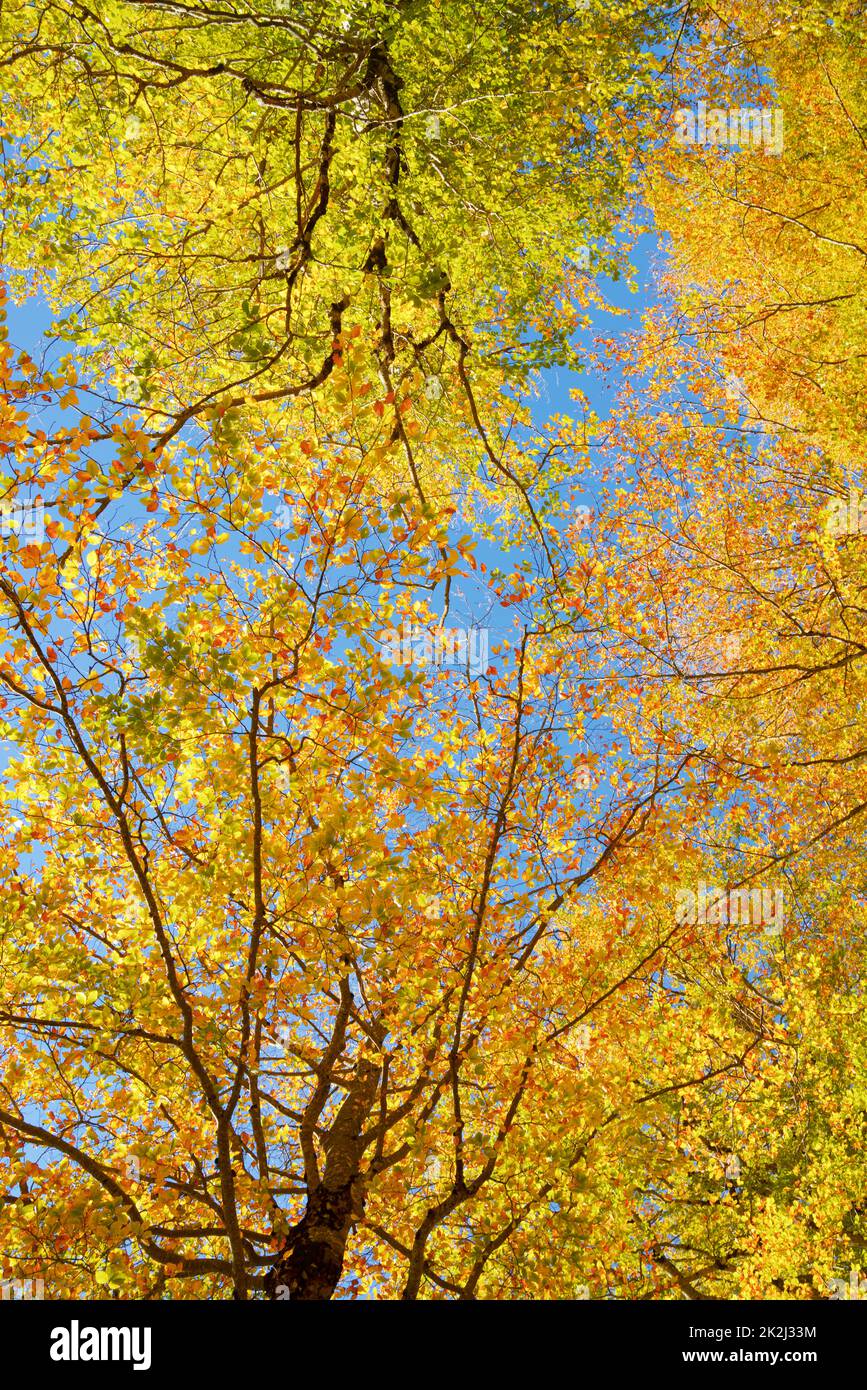 Forest in Anso Valley, Huesca Province in Aragon in Spain. Stock Photo