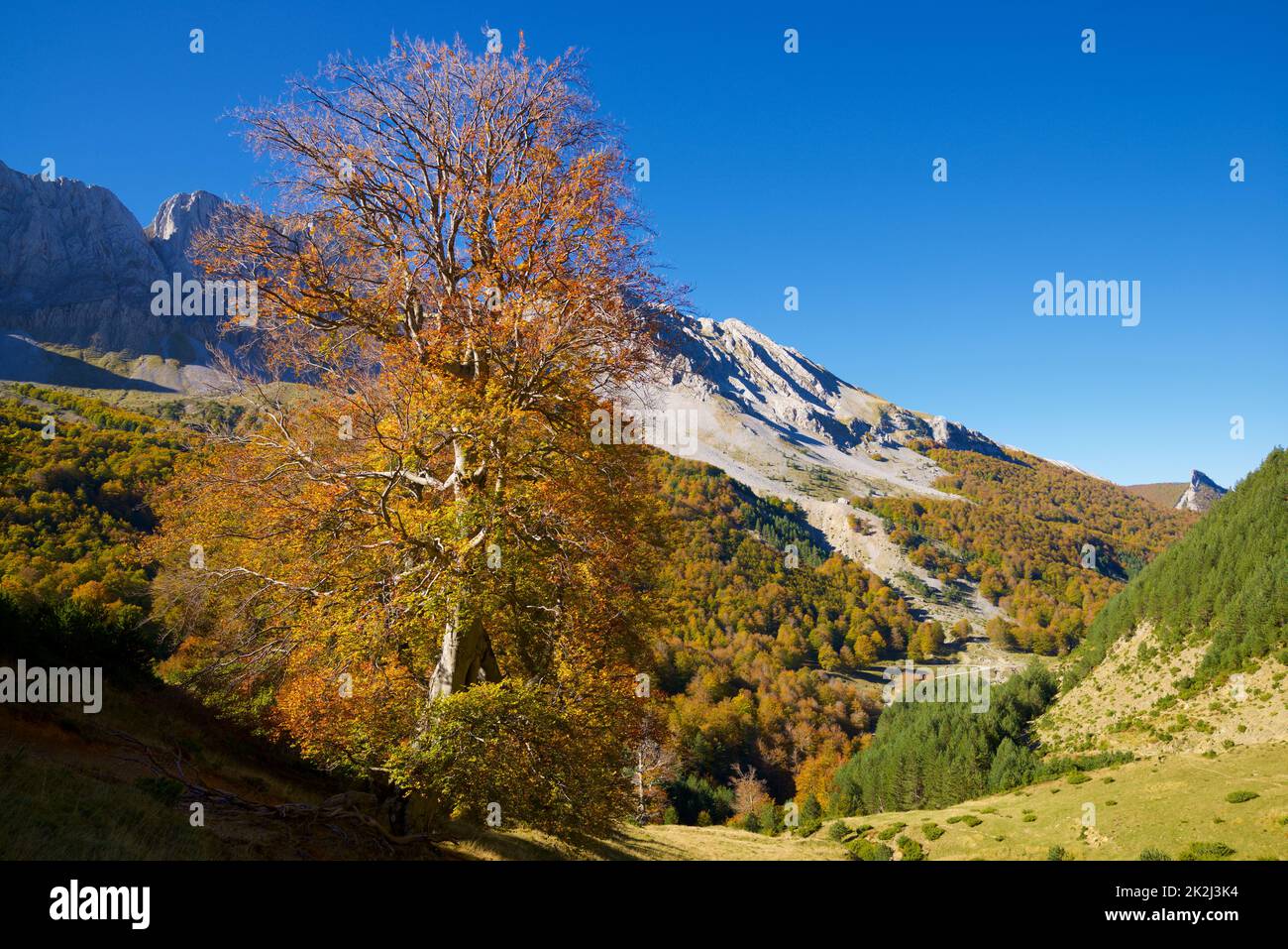 Forest in Anso Valley, Huesca Province in Aragon in Spain. Stock Photo