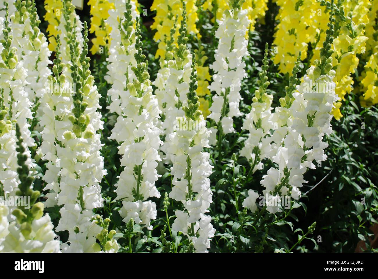 Colorful Snapdragon (Antirrhinum majus) blooming in the garden background with selective focus Stock Photo