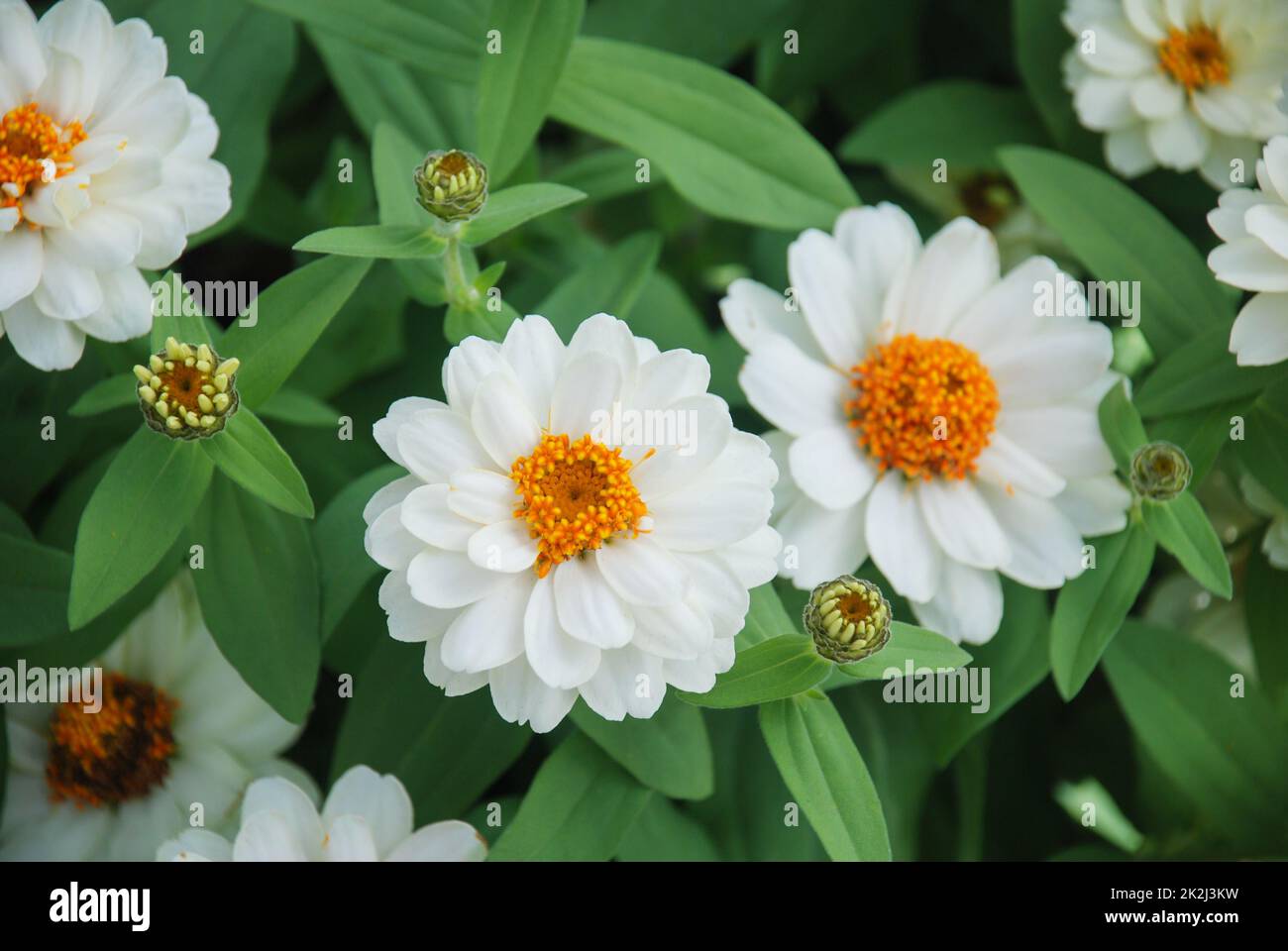 White zinnia growing in a pot with a shallow focus, dwarf zinnia Stock Photo
