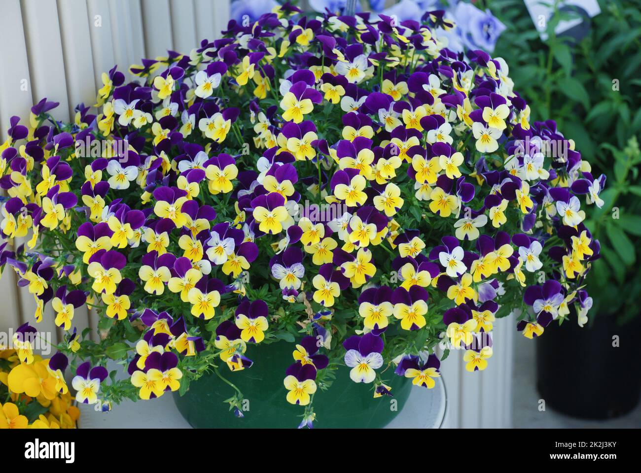Yellow and Purple Flower Pansies closeup of a colorful pansy flower full bloom Stock Photo