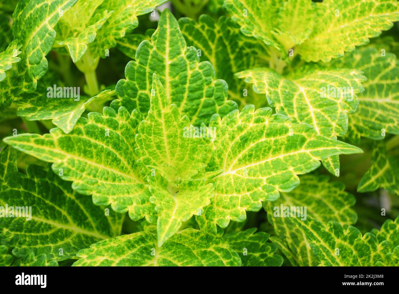 Lemon green leaves of the coleus, Plectranthus scutellarioides, pot plant Stock Photo