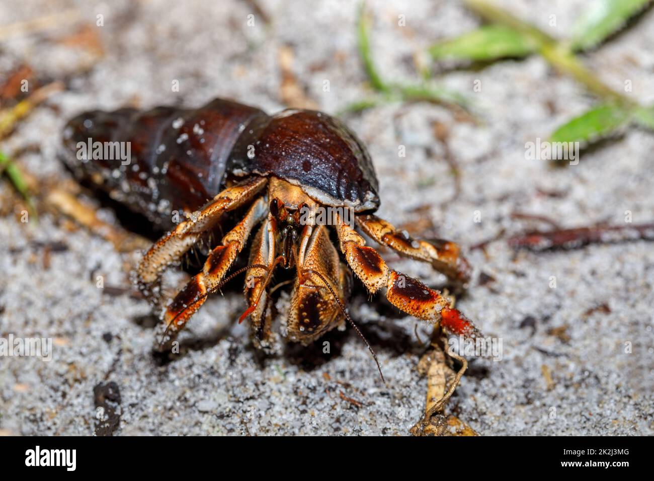 hermit crab with snail shell Madagascar Stock Photo Alamy