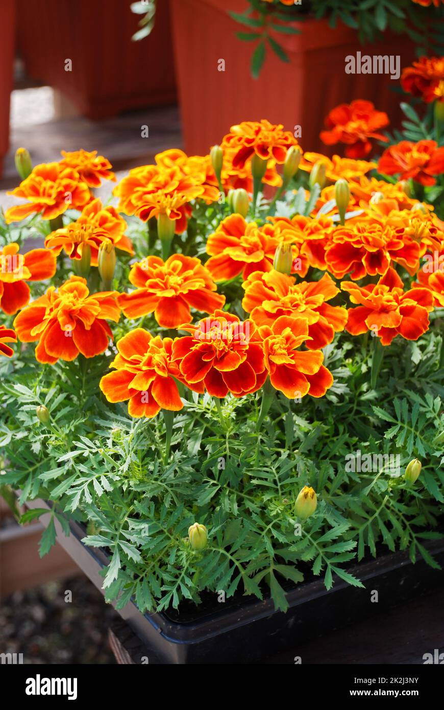 Tagetes patula French marigold in bloom, orange yellow flowers, green leaves full bloom Stock Photo
