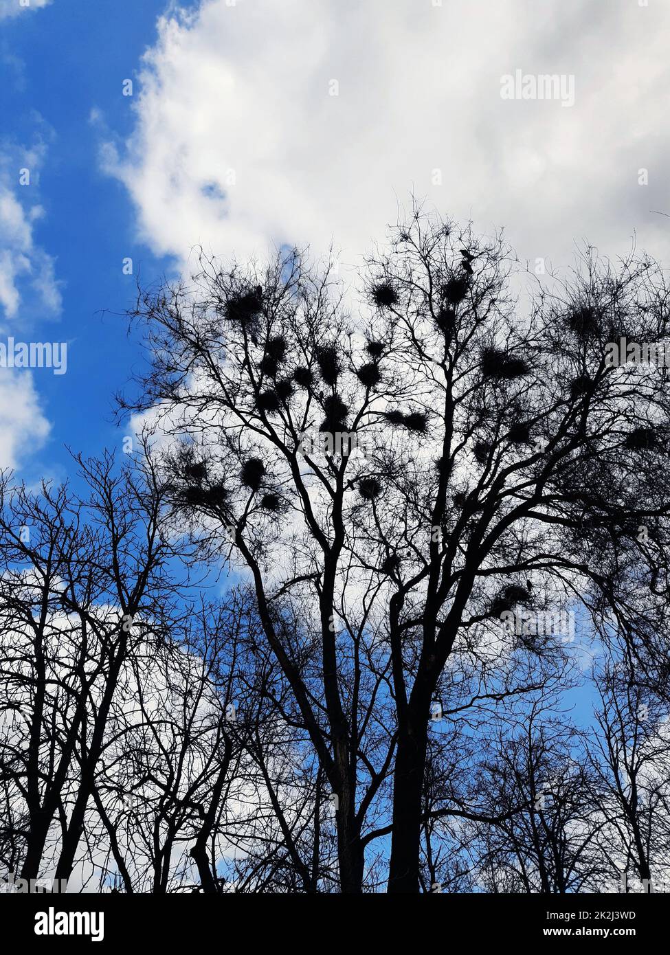 Crows nest in a tree Stock Photo