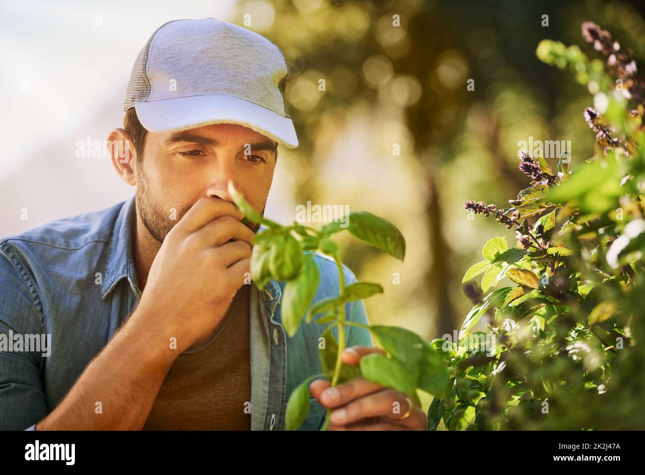 Smells like good farming. Shot of a young farmer examining his crops on