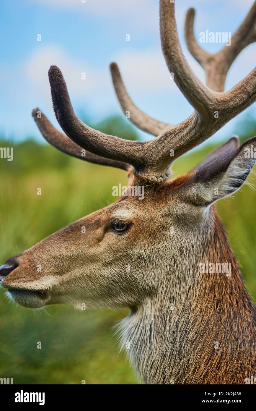 What a beautiful creature. Cropped shot of a male reindeer in the wild. Stock Photo