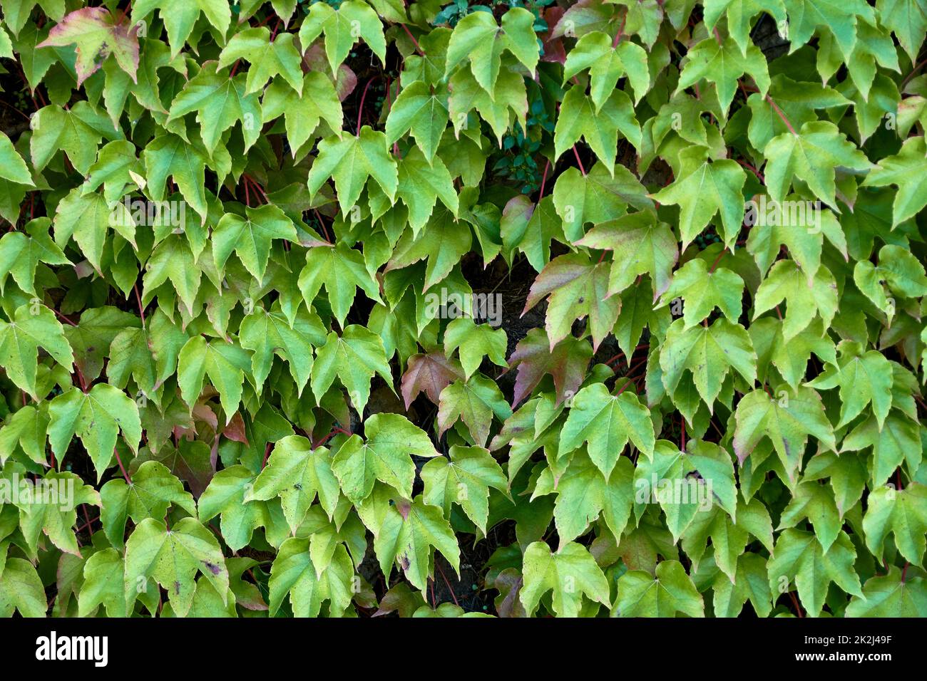 Handmade stone wall covered with ivy leaves Stock Photo
