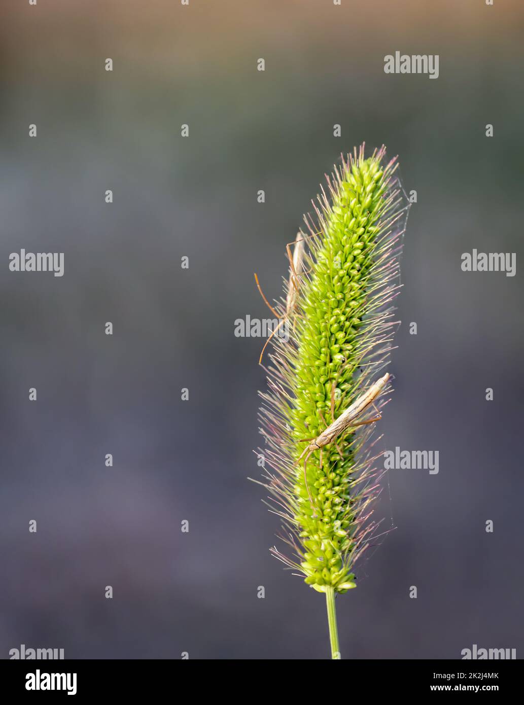 Two glass winged bugs, grass ghost, Chorosoma schillingii on a grass plant. Stock Photo