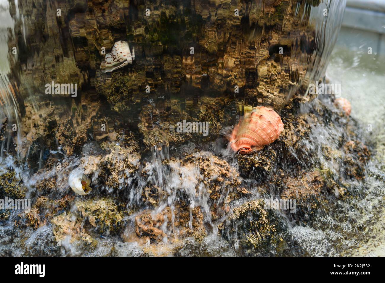 Operating stone fountain with shells and falling water Stock Photo - Alamy