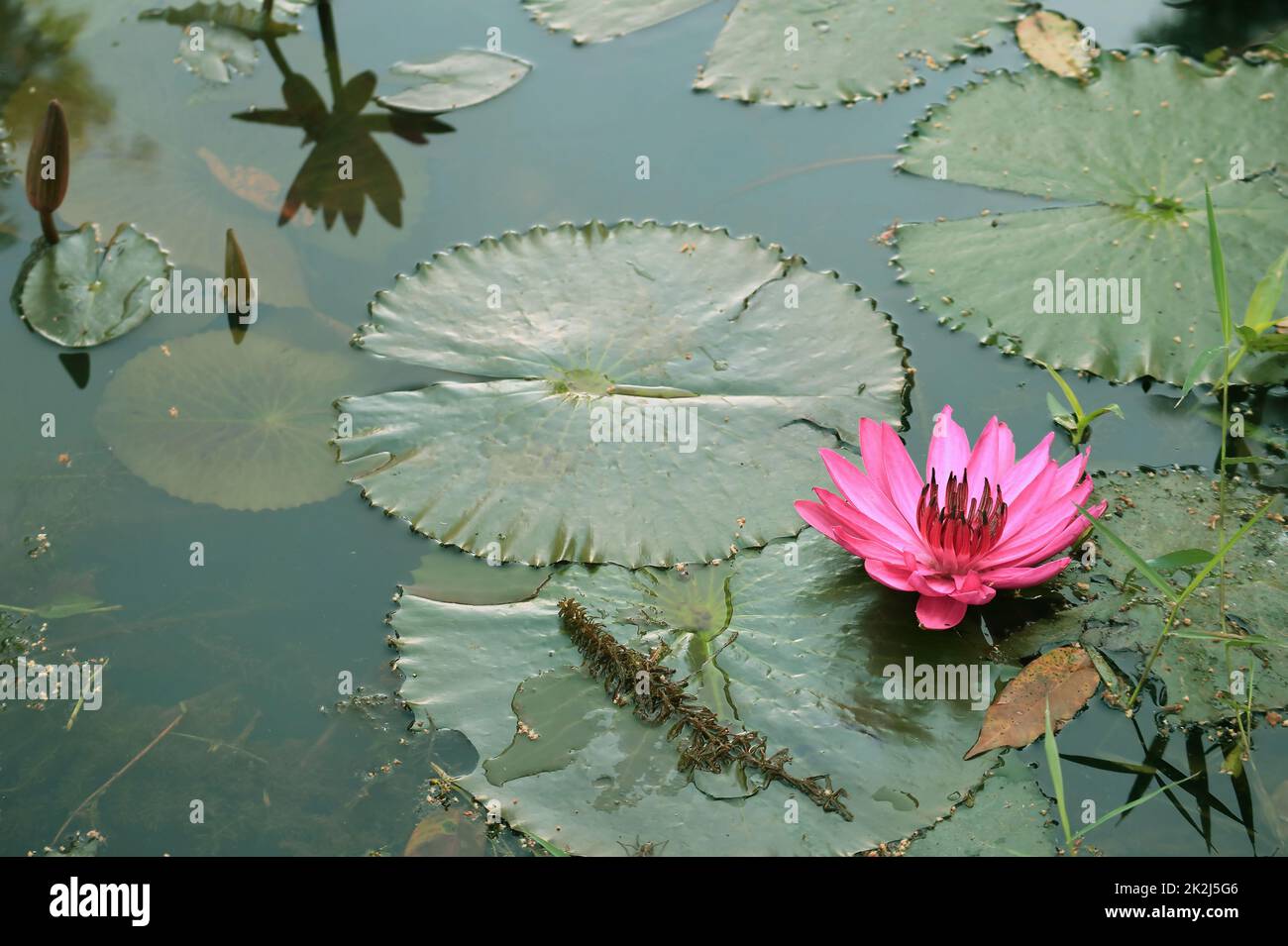 Beautiful Vibrant Pink Water Lily Flower Blossoming in the Pond Stock Photo
