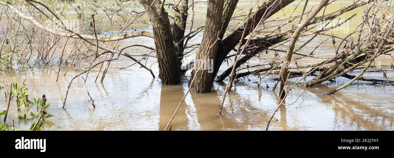 The river Moselle flooded parts of the city Trier, climate change, Germany, trees standing in the water, invironmetal issue, heavy rainfalls cause rising water levels Stock Photo