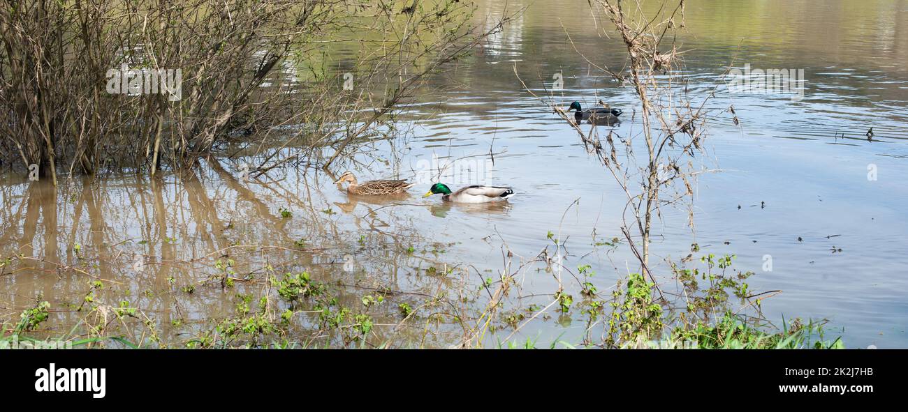 Ducks swimming in the water, animal in the river and wetlands, Moselle Valley, birdwatching in the wild Stock Photo