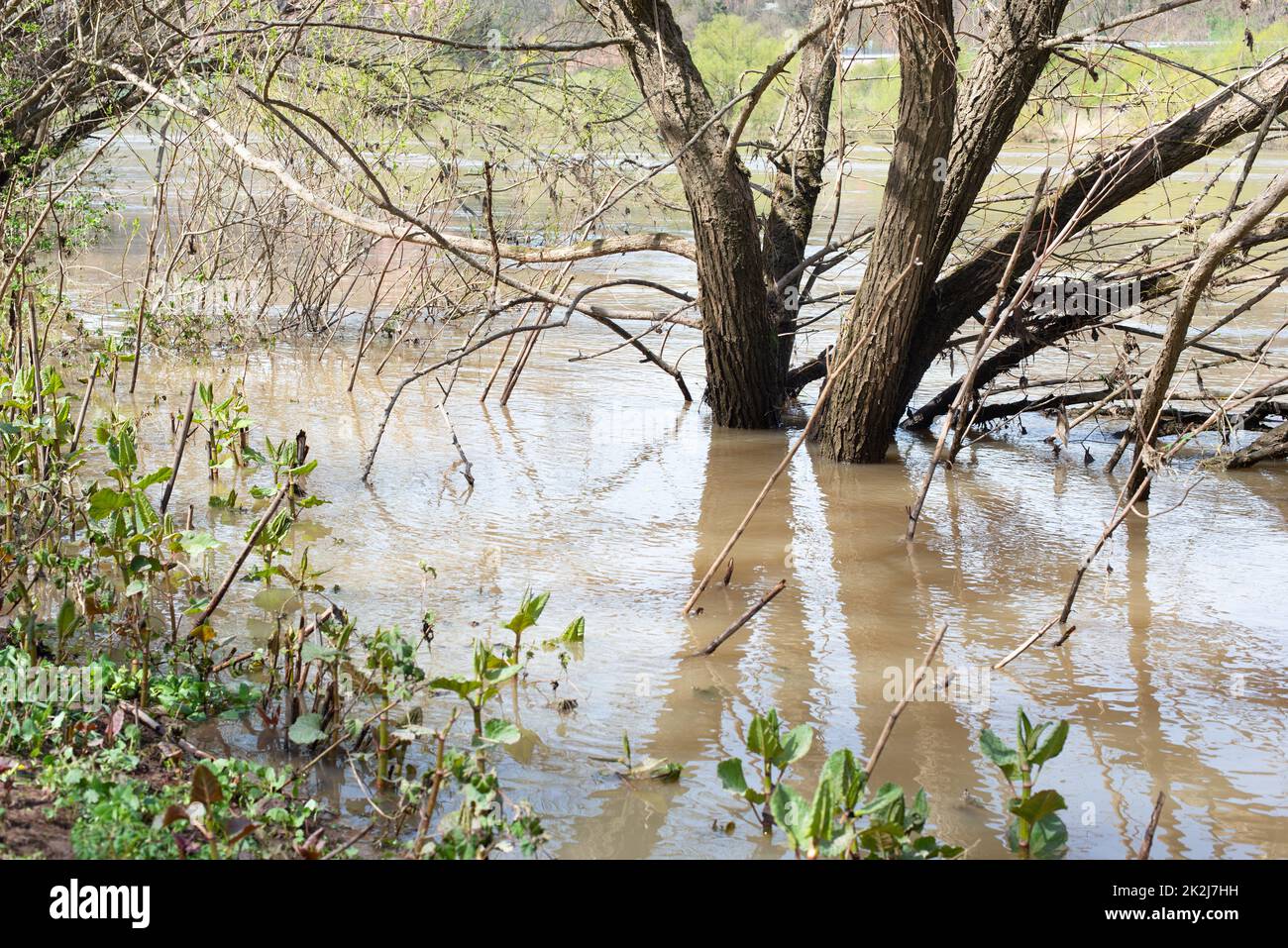 The river Moselle flooded parts of the city Trier, climate change, Germany, trees standing in the water, invironmetal issue, heavy rainfalls cause rising water levels Stock Photo