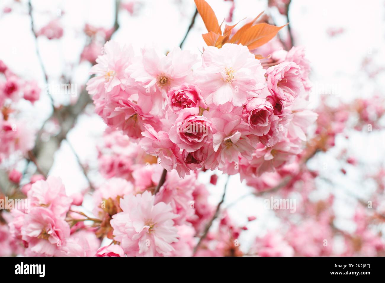 Prunus serrulata kanzan cherry tree hi-res stock photography and