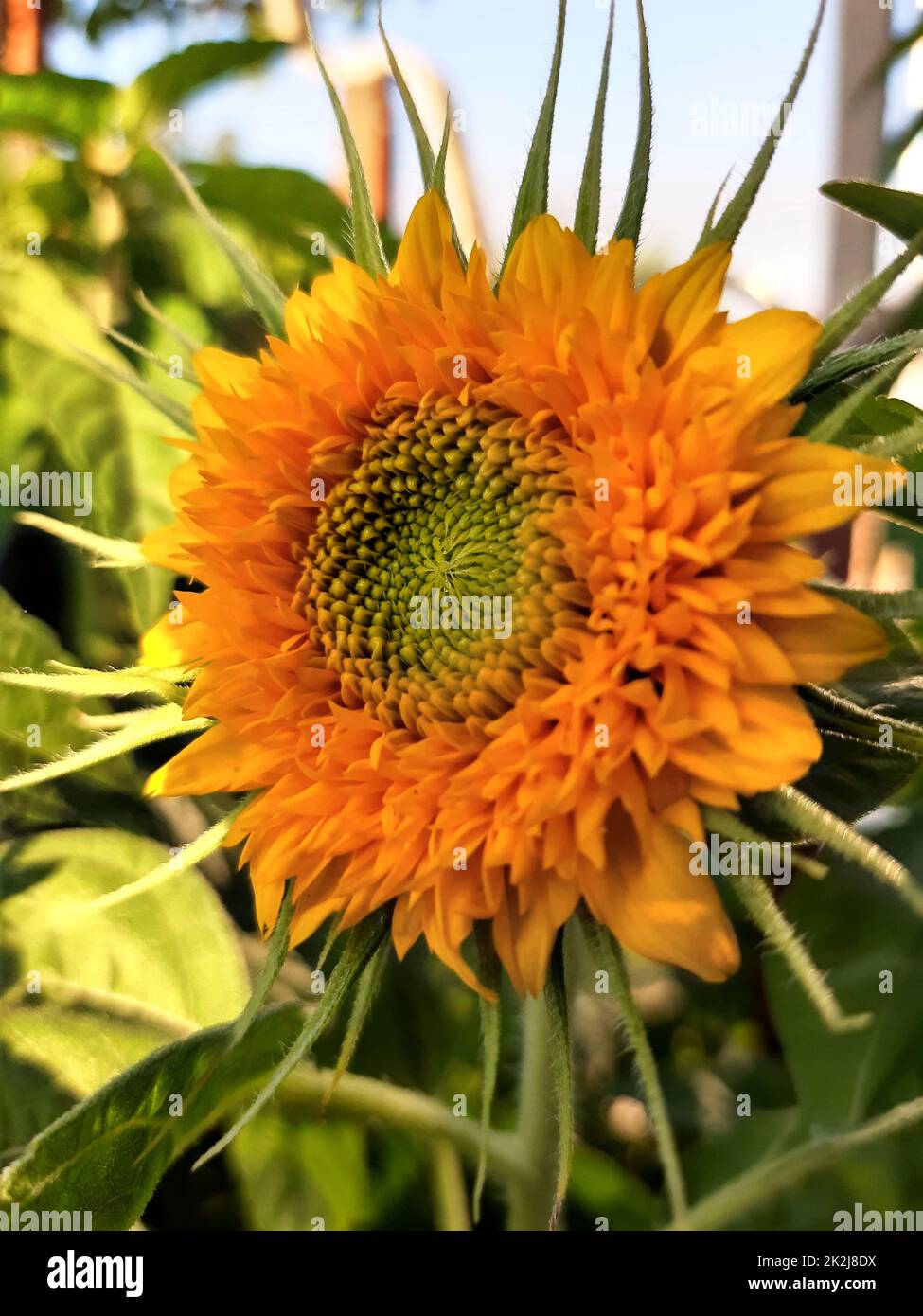 Yellow flower blooms hires stock photography and images Alamy