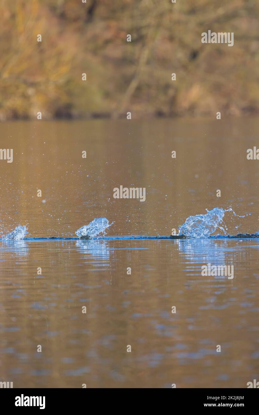 Waves on the surface of the water from a collision. Drop of water drop to the surface. Stock Photo