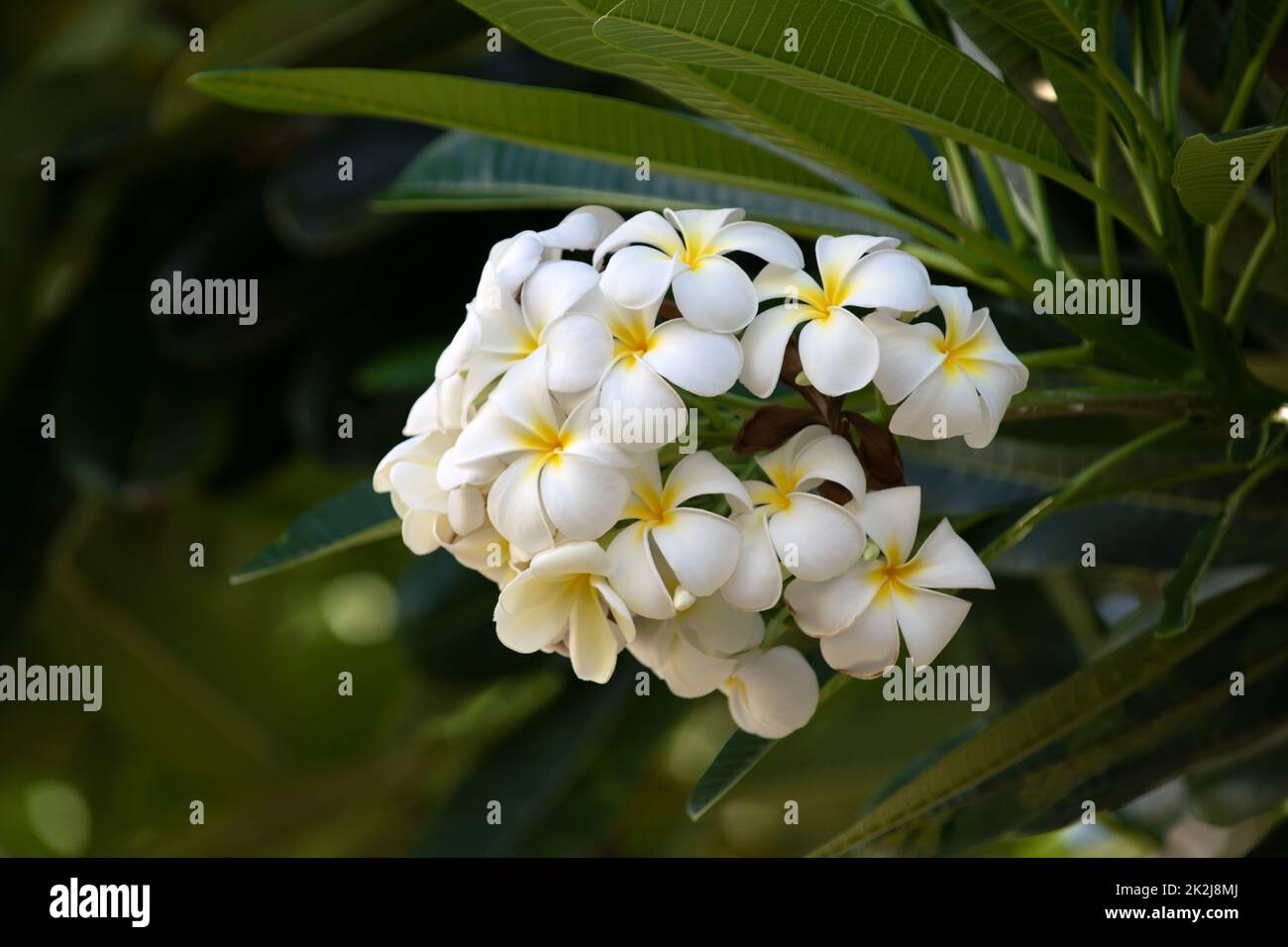 White plumeria rubra flowers. Frangipani flower. Plumeria pudica white flowers blooming, with green leaves background. Stock Photo