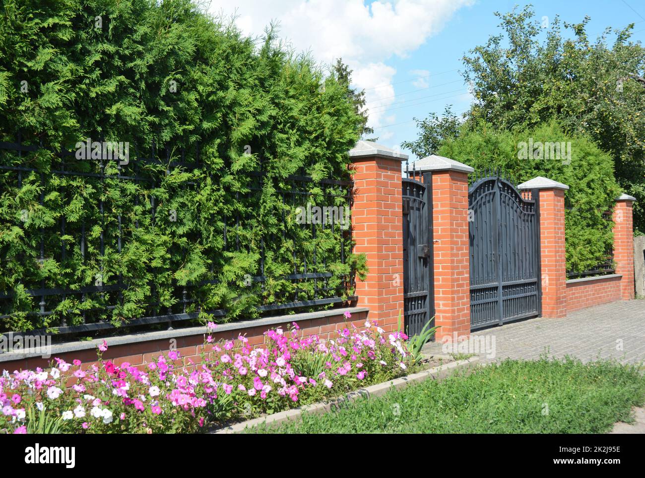 Green hedges or green fence design with metal door and metal garage gate. Green hedge from thyja occidentalis. Stock Photo