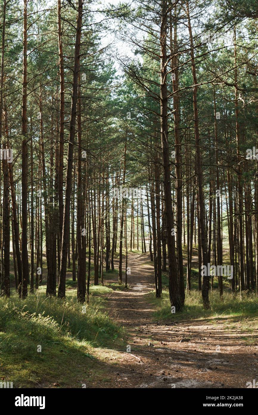 Footpath in green forest hi-res stock photography and images - Alamy